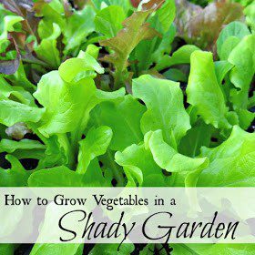 Homestead Blog Hop Feature - How to grow vegetable sin a shady garden