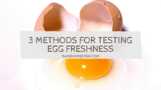 Homestead Blog Hop Feature - 3-Methods-for-Testing-Egg-Freshness