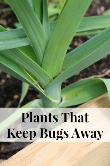 Homestead Blog Hop Feature - Plants-That-Keep-Bugs-Away