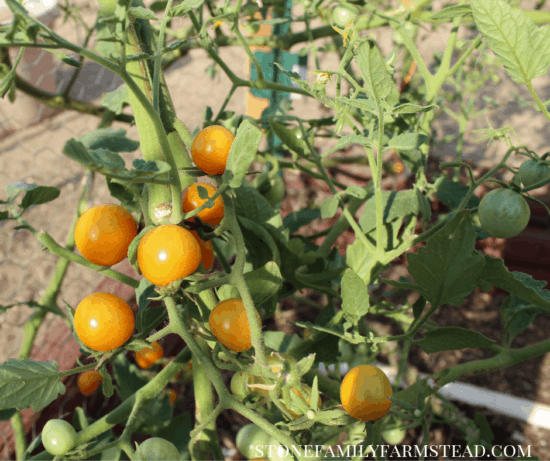 Homestead Blog Hop Feature - Pruning-Tomato-Plants