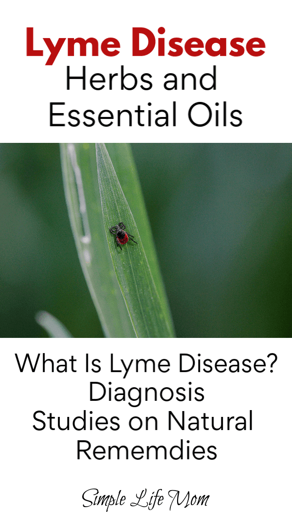 Lyme Disease Herbs And Essential Oils Simple Life Mom