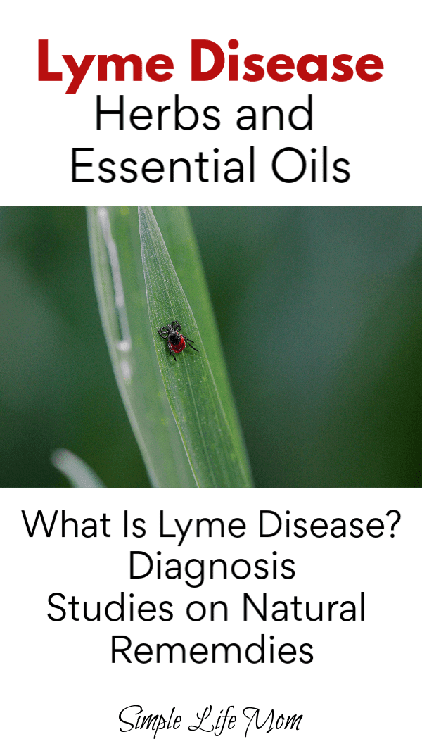 How To Get Relief From Lyme Disease With Herbs - Simple Life Mom