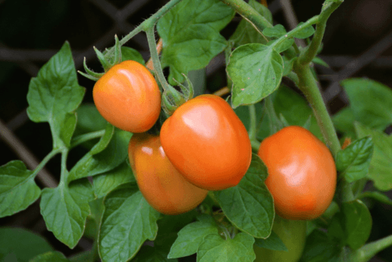 Homestead Blog Hop Feature - Determine vs Indeterminate Tomatoes