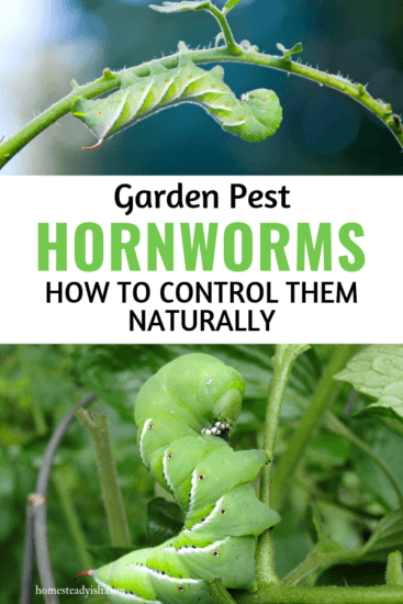 Homestead Blog Hop Feature - Garden Pest Tomato Hornworm