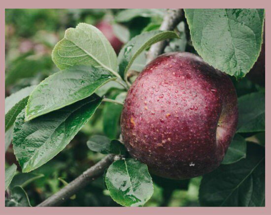 Homestead Blog Hop Feature - How to Plan and Plant a Homestead Orchard