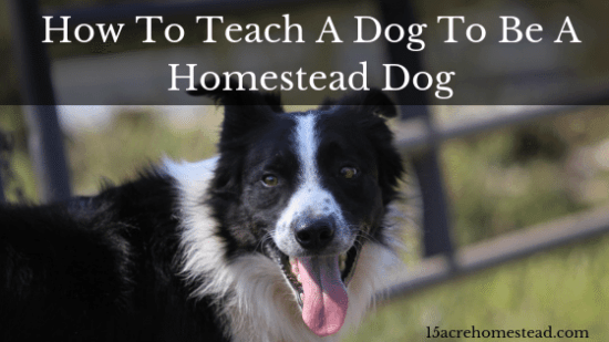 Homestead Blog Hop Feature - How-To-Teach-A-Dog-To-Be-A-Homestead-Dog