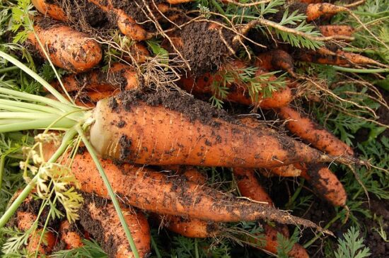 Homestead Blog Hop Feature - How to Store Carrots for Winter