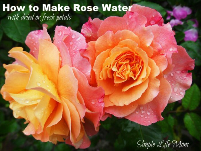 How to Make Rose Water by Simple Life Mom
