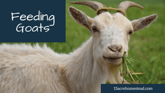 Homestead Blog Hop Feature - Feeding Goats on Your Homestead