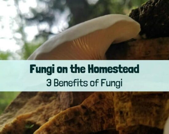 Homestead Blog Hop Feature - benefits-of-fungi