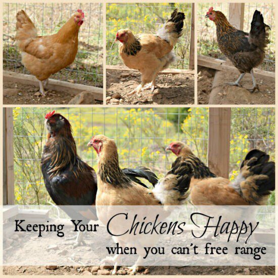 Homestead Blog Hop Feature - Keeping your Chickens Happy When you Can't Free Range