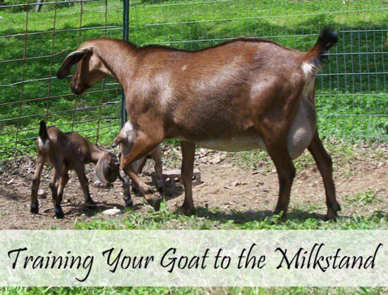 Homestead Blog Hop Feature - 8 Tips to Train Your Goat to Behave on the Milk Stand