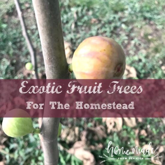 Homestead Blog Hop Feature - Exotic-fruit-trees for your homestead