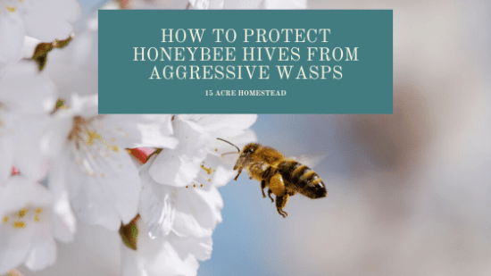 Homestead Blog Hop Feature - How-to-Protect-Honeybee-Hives-from-Aggressive-Wasps