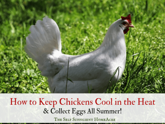 Homestead Blog Hop Feature - How-to-Keep-Chickens-Cool-and-Collect-Eggs-All-Summer
