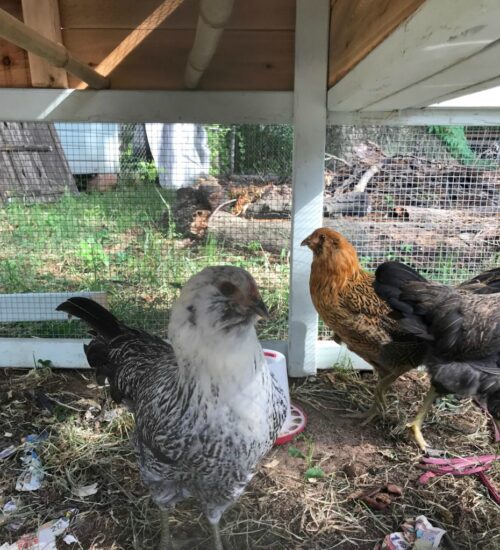 Homestead Blog Hop Feature - Top 10 Tips for Caring for Backyard Chickens