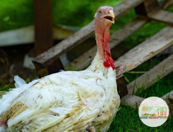 Homestead Blog Hop Feature - How to Raise-Turkeys