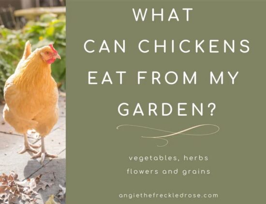 Homestead Blog Hop Feature - What Can Chickens Eat from my Garden