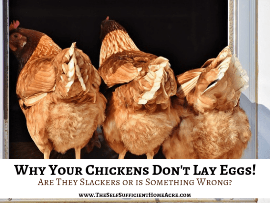 Hometead Blog Hop Feature - Why-Your-Chickens-Don't-Lay-Eggs