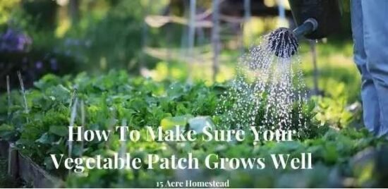 Homestead Blog Hop Feature - How-To-Make-Sure-Your-Vegetable-Patch-Grows-Well