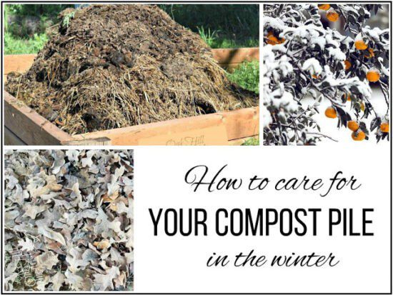 Homestead Blog Hop Feature - How to Care for your Compost Pile