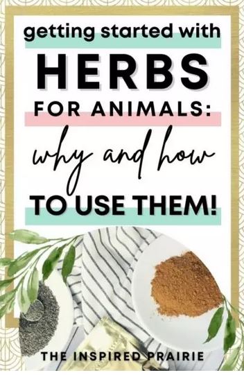 Homestead Blog Hop Feature - getting started with herbs for animals