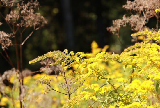 Homestead Blog Hop Feature - Foraging-Using-Goldenrod