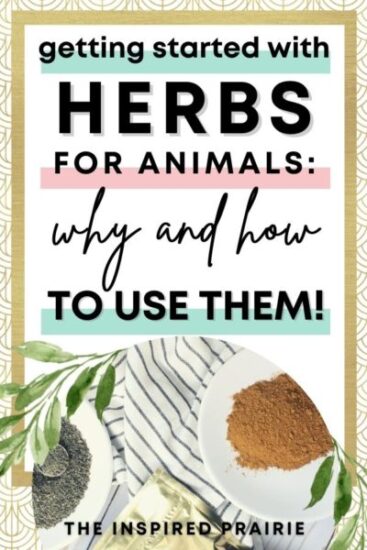 Homestead Blog Hop Feature - Getting Started with Herbs for Animals - why and how