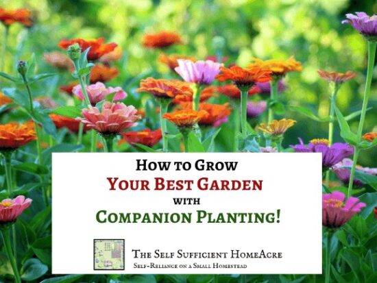 Homestead Blog Hop Feature - How-to-Grow-Your-Best-Garden-with-Companion-Planting