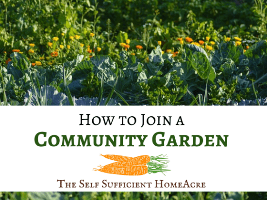 Homestead Blog Hop Feature - How to Join a Community Garden