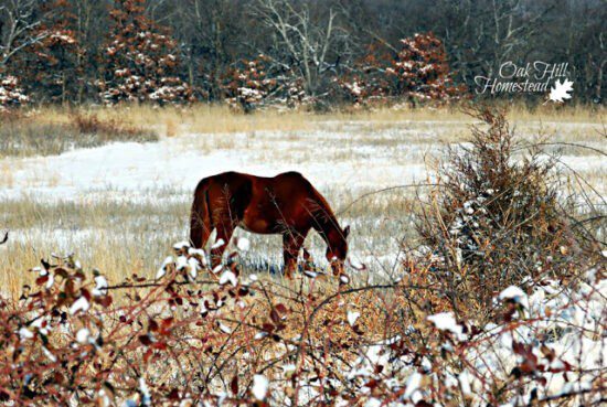 Homestad Blog Hop Feature - How to Keep Livestock Water from Freezing