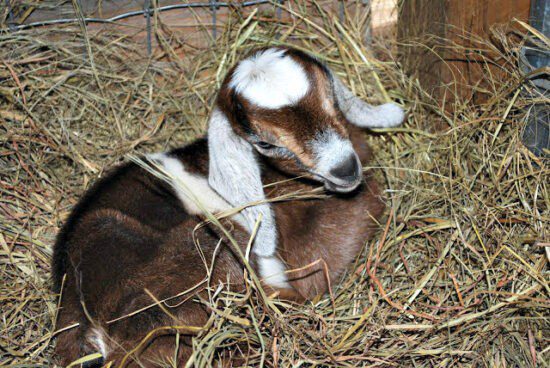 Homestead Blog Hop Feature - Prepping for Kidding Seasons, resources for new goat owners