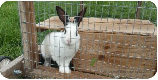 Homestead Blog Hop Feature - How to Pick a Healthy Rabbit