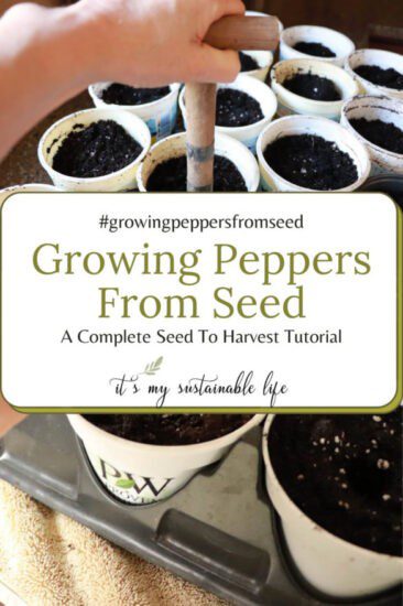 Homestead Blog Hop Feature -Growing-Peppers-From-Seed
