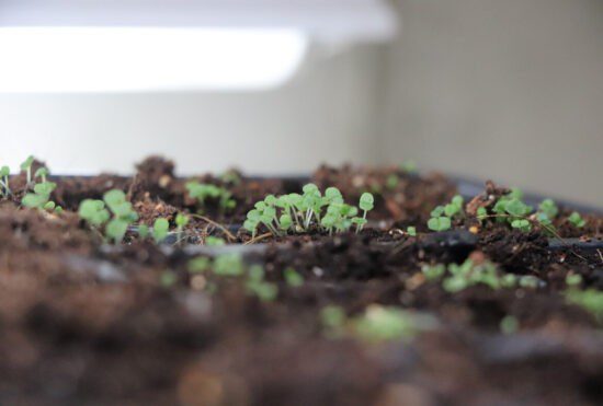 Homestead Blog Hop Feature - How-To-Grow-Oregano-From-Seed
