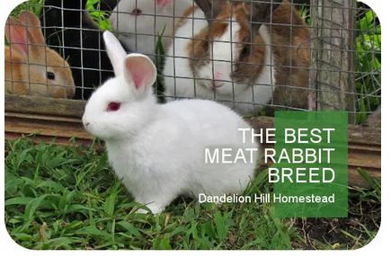 Homestead Blog Hop Feature - Best Meat Rabbit Breed