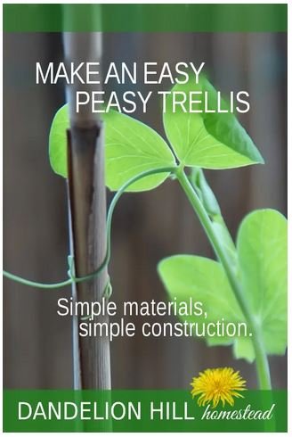 Homestead Blog Hop Feature - How to Make an Easy Peasy Trellis