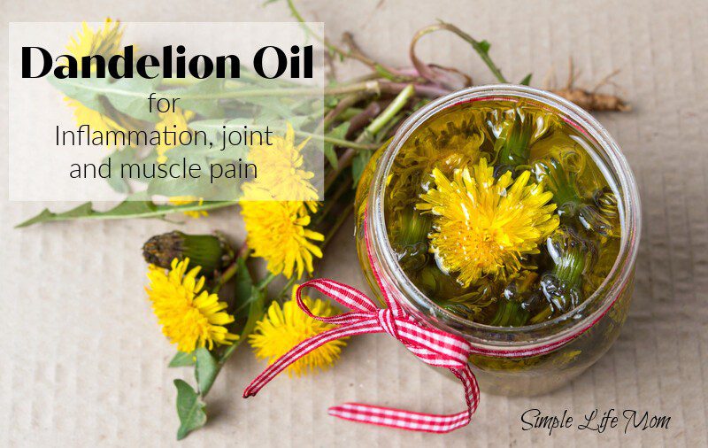 Dandelion Oil for Inflammation and Sore Joints from Simple Life Mom