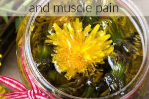 Dandelion oil for inflammation and sore joints and muscle pain from Simple Life Mom