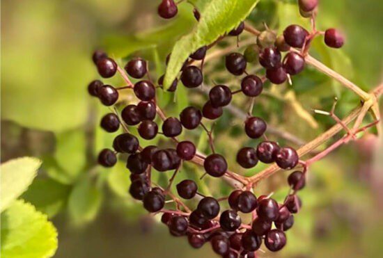 Homestead Blog Hop Feature - How-To-Prepare-For-Cold-Flu-Season-With-Elderberry-Tincture