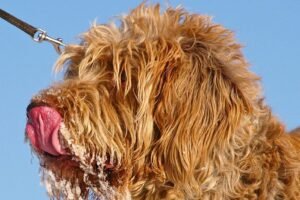 Homemade Dog Food Recipe - Balanced and Healthy