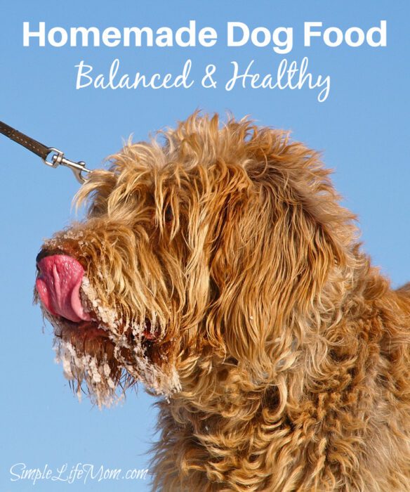 Homemade Dog Food that's balanced, frugal, and healthy.