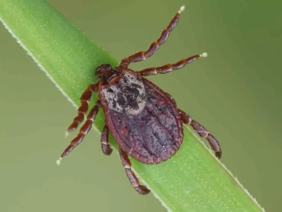 Homestead Blog Hop Feature - How to deal with ticks organically in acres of land