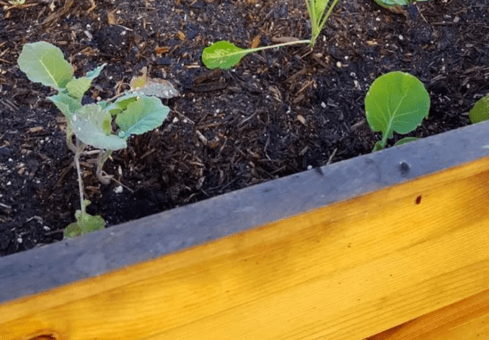 Homestead Blog Hop Feature - How to Safely Treat Wood used for raised garden beds