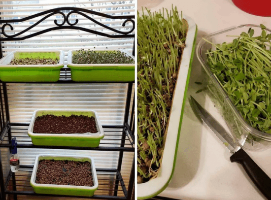 Homestead Blog Hop Feature - The Best Way to Grow Microgreens in Your Kitchen