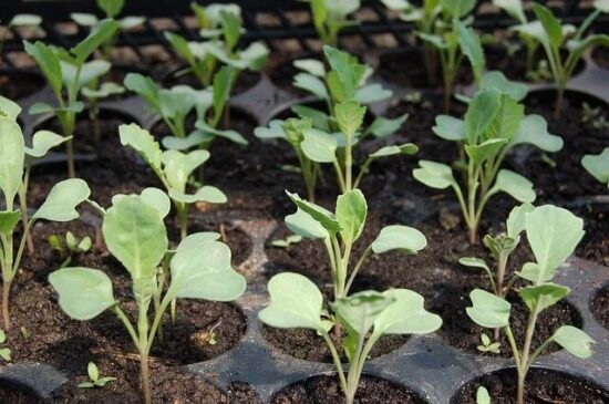 Homestead Blog Hop Feature - 10 Best Tips to Speed Seed Germination in the Garden