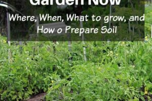 How-to-Start-a-Garden-Now-When-Where-what-to-grow-and-how-to-amend-soil-from-Simple-life-Mom