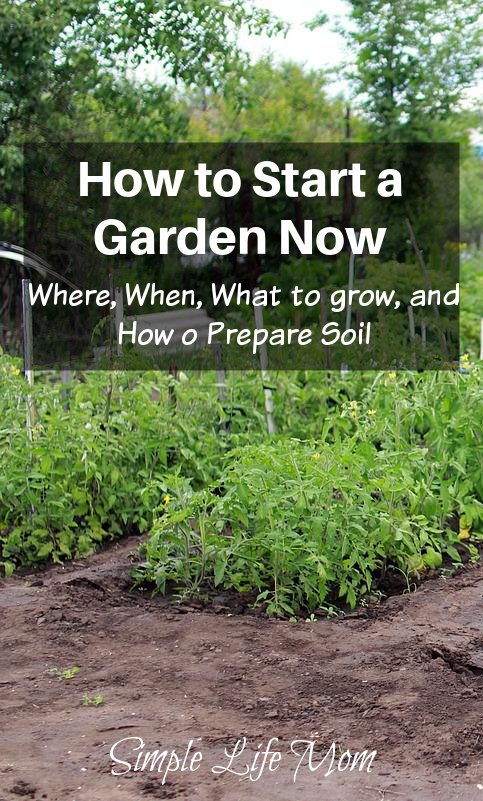 How-to-Start-a-Garden-Now-When-Where-what-to-grow-and-how-to-amend-soil-from-Simple-life-Mom