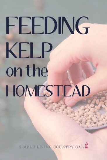 Homestead Blog Hop Feature - Feeding Kelp to Homestead Animals
