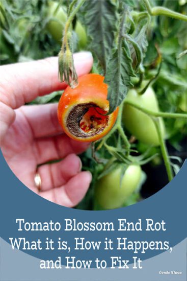 Homestead Blog Hop Feature - Tomato-Blossom-End-Rot-What-it-is,-How-it-Happens,-and-How-to-Fix-It